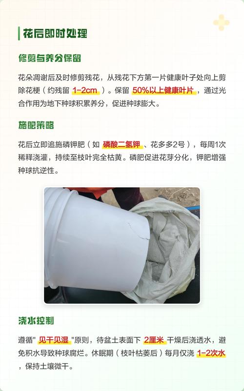 百合花盆栽开花后该怎么修剪?花后修剪时机与步骤详解 百合花的花期与花后状态