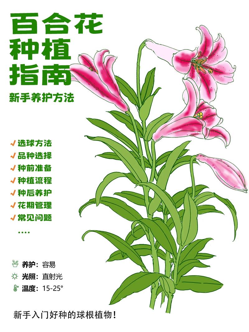百合花盆栽开花后该怎么修剪?花后修剪时机与步骤详解 修剪后的养护要点