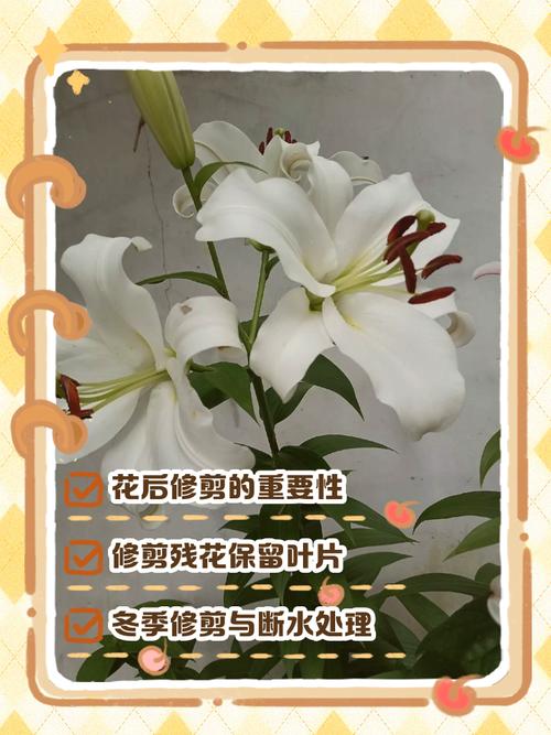 百合花盆栽开花后该怎么修剪?花后修剪时机与步骤详解 常见修剪误区与调整方向