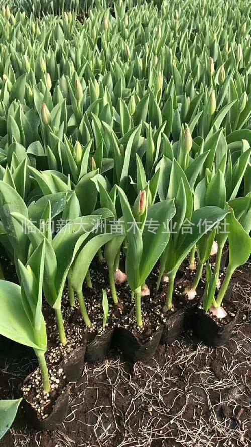 郁金香种苗多少钱?2025年最新价格指南与影响因素解析 5. 运输因素:物流成本占最终价10%-30%