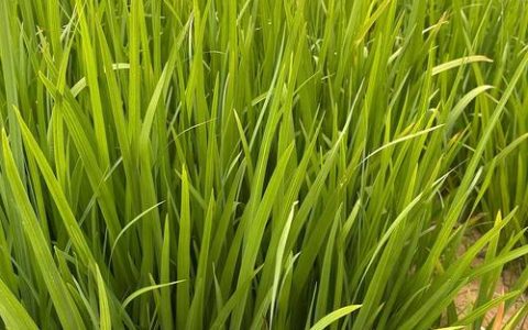 黄菖蒲什么时候开花？花期、养护与观赏全攻略