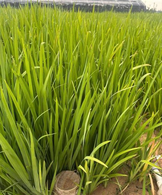 黄菖蒲什么时候开花？花期、养护与观赏全攻略