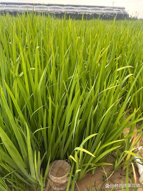 黄菖蒲什么时候开花?花期、养护与观赏全攻略 黄菖蒲的花期与核心观赏期