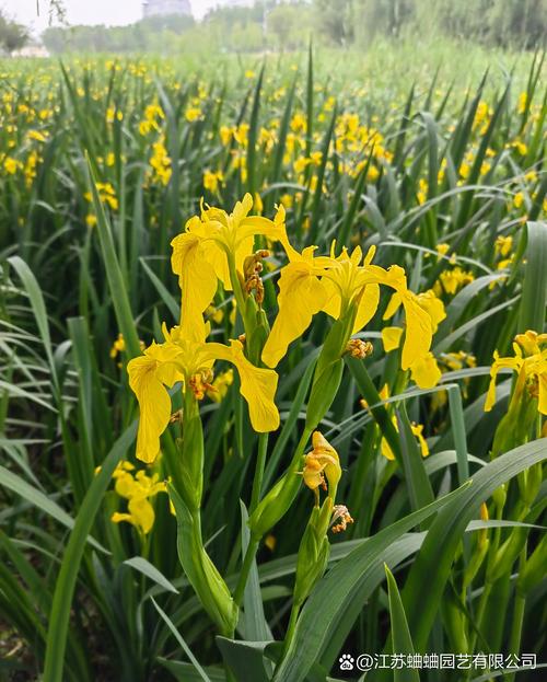 黄菖蒲什么时候开花?花期、养护与观赏全攻略 越冬与越夏管理