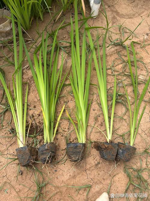 黄菖蒲什么时候开花?花期、养护与观赏全攻略 盆栽/地栽选择决策