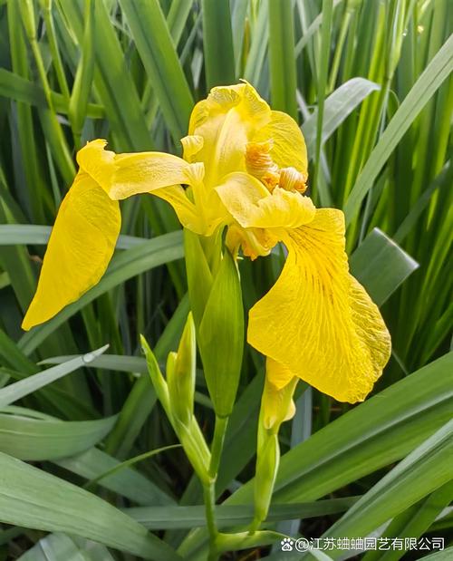 黄菖蒲什么时候开花?花期、养护与观赏全攻略 FAQ