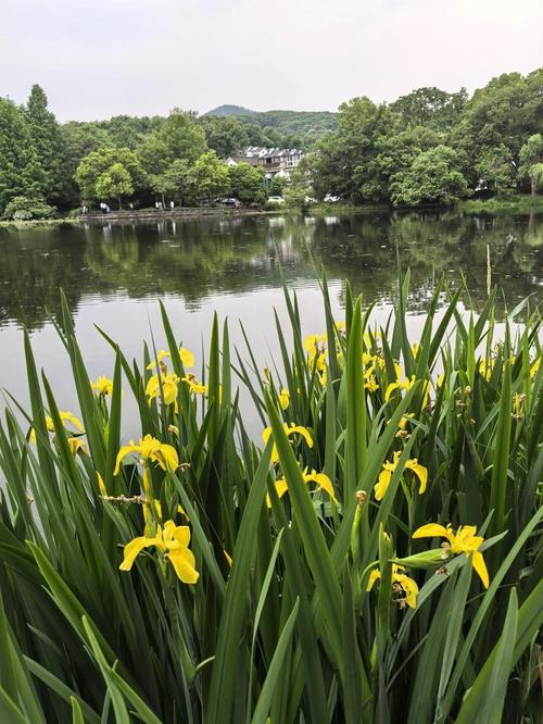 黄菖蒲什么时候开花?花期、养护与观赏全攻略 常见误区与纠正