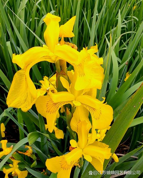 黄菖蒲什么时候开花?花期、养护与观赏全攻略 总结:三大可执行动作