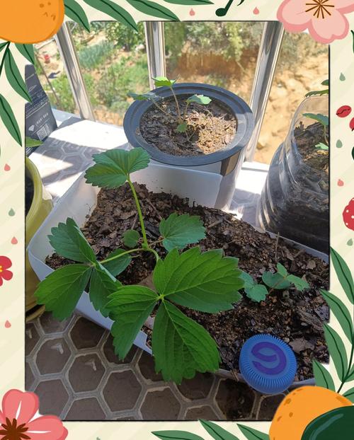 草莓苗可以留到第二年吗? 如何让草莓苗安全越冬?