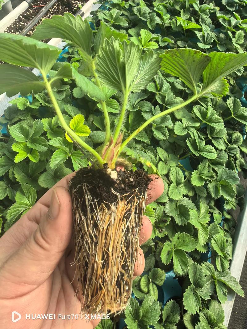 草莓苗可以留到第二年吗? 第二年草莓苗的管理要点
