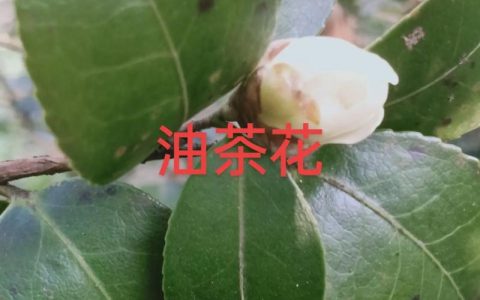 山茶与茶花是同一回事吗？一文讲清山茶、茶花与油茶的核心区别