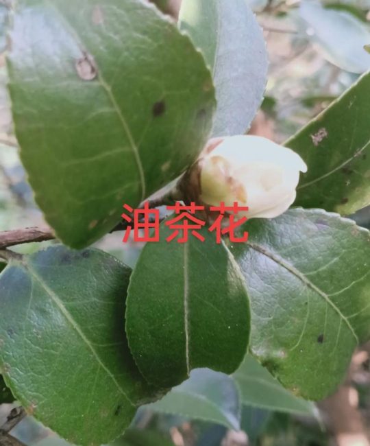 山茶与茶花是同一回事吗？一文讲清山茶、茶花与油茶的核心区别