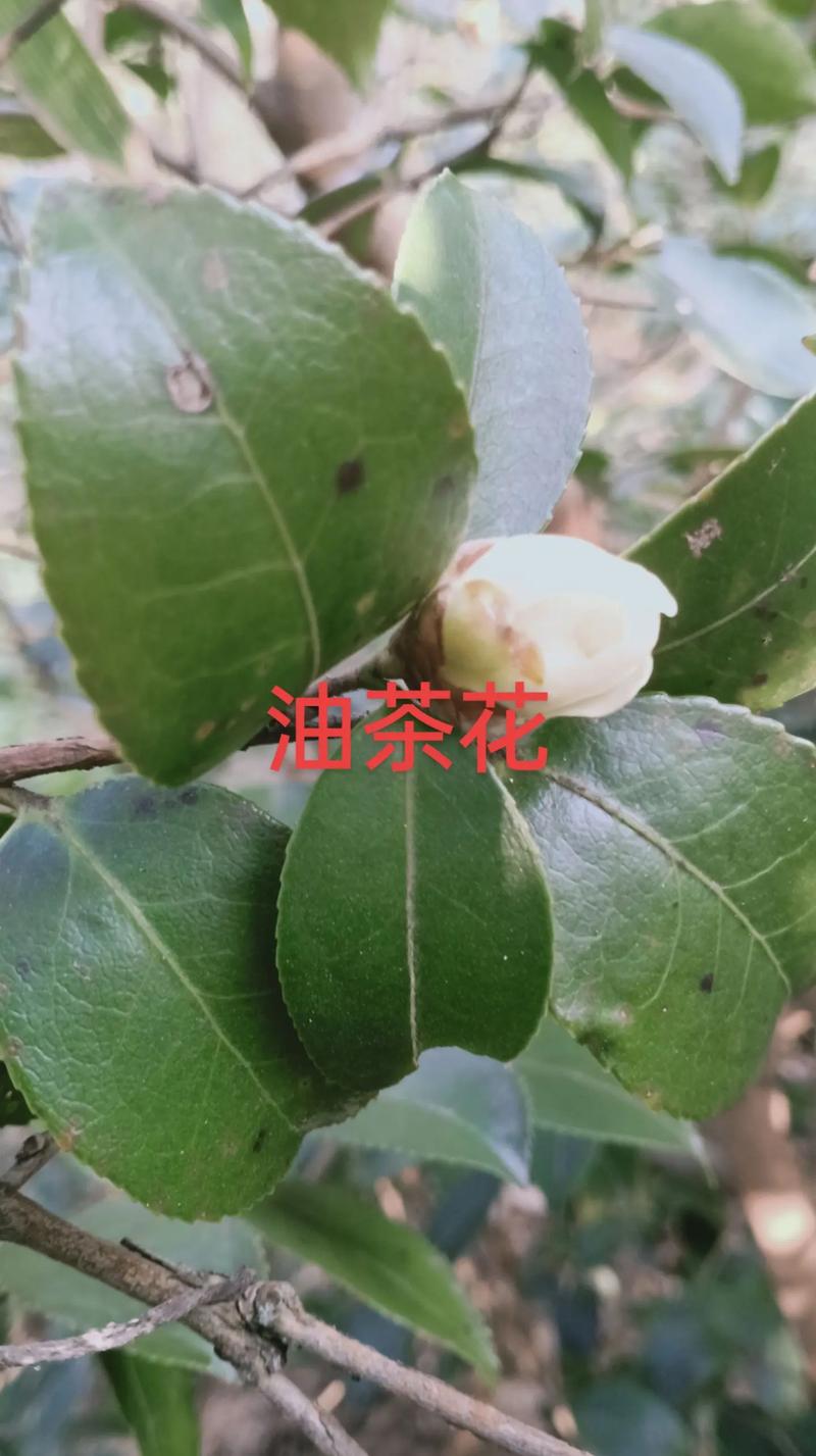 山茶与茶花是同一回事吗?一文讲清山茶、茶花与油茶的核心区别 6维度核心对比表