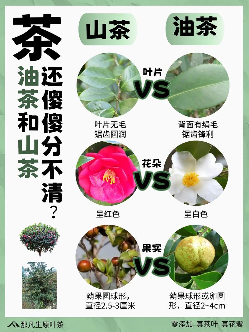 山茶与茶花是同一回事吗?一文讲清山茶、茶花与油茶的核心区别 场景化选择建议