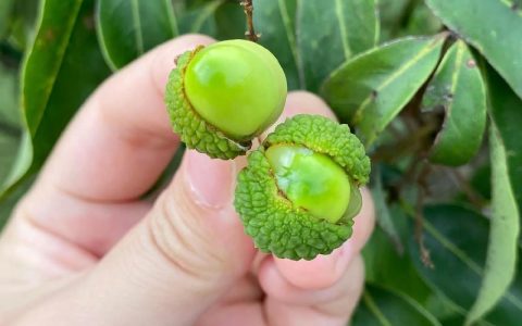 种子酷似荔枝的树是龙眼，种植龙眼果苗要认准嫁接口、根系和苗龄