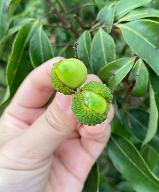 种子酷似荔枝的树是龙眼，种植龙眼果苗要认准嫁接口、根系和苗龄