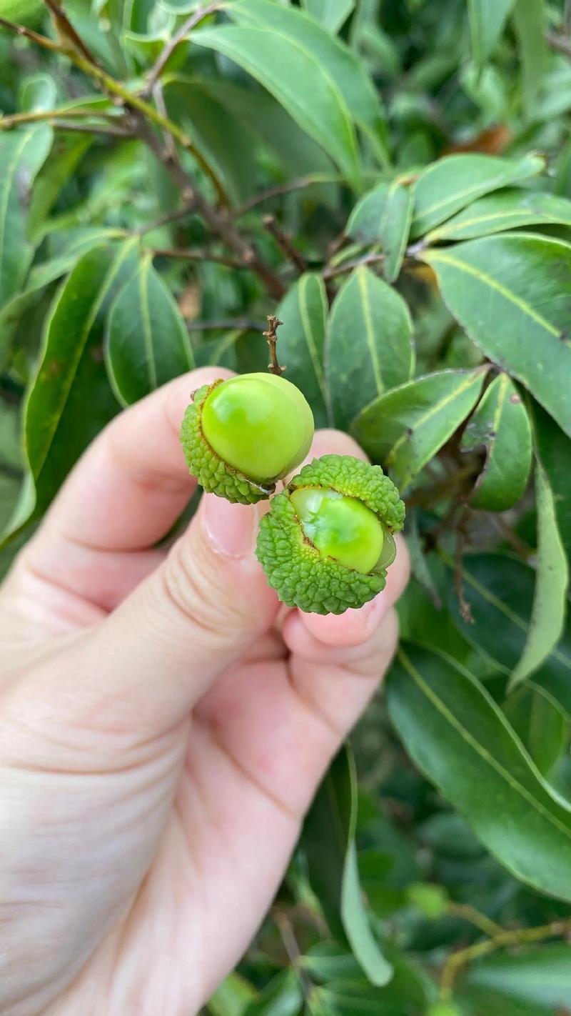 种子酷似荔枝的树是龙眼,种植龙眼果苗要认准嫁接口、根系和苗龄 种子酷似荔枝的树是龙眼,种植龙眼果苗要认准嫁接口、根系和苗龄