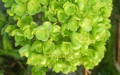 中华木绣球一年开几次花？花期养护与促花全攻略