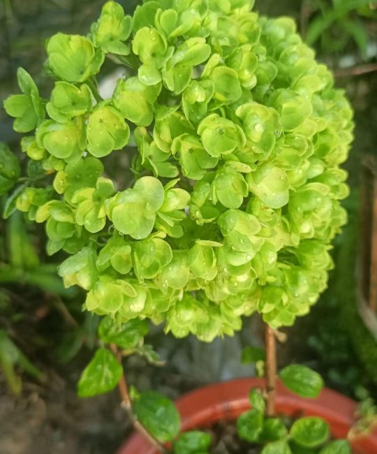 中华木绣球一年开几次花？花期养护与促花全攻略