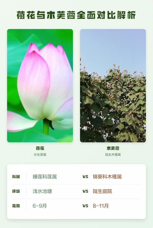 芙蓉和荷花是一种花吗?快速区分木芙蓉与荷花的关键要点 常见误区