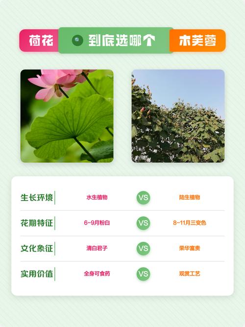 芙蓉和荷花是一种花吗?快速区分木芙蓉与荷花的关键要点 FAQ