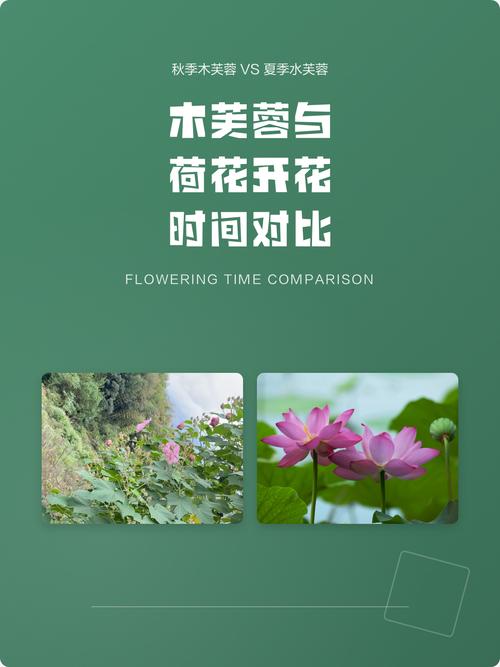 芙蓉和荷花是一种花吗?快速区分木芙蓉与荷花的关键要点 总结