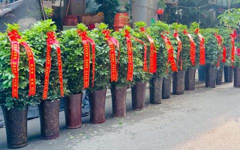 饭店门口放什么植物树好？三种耐看、好养又安全的配置思路