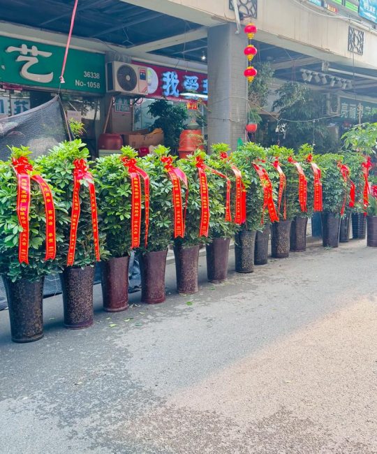 饭店门口放什么植物树好？三种耐看、好养又安全的配置思路