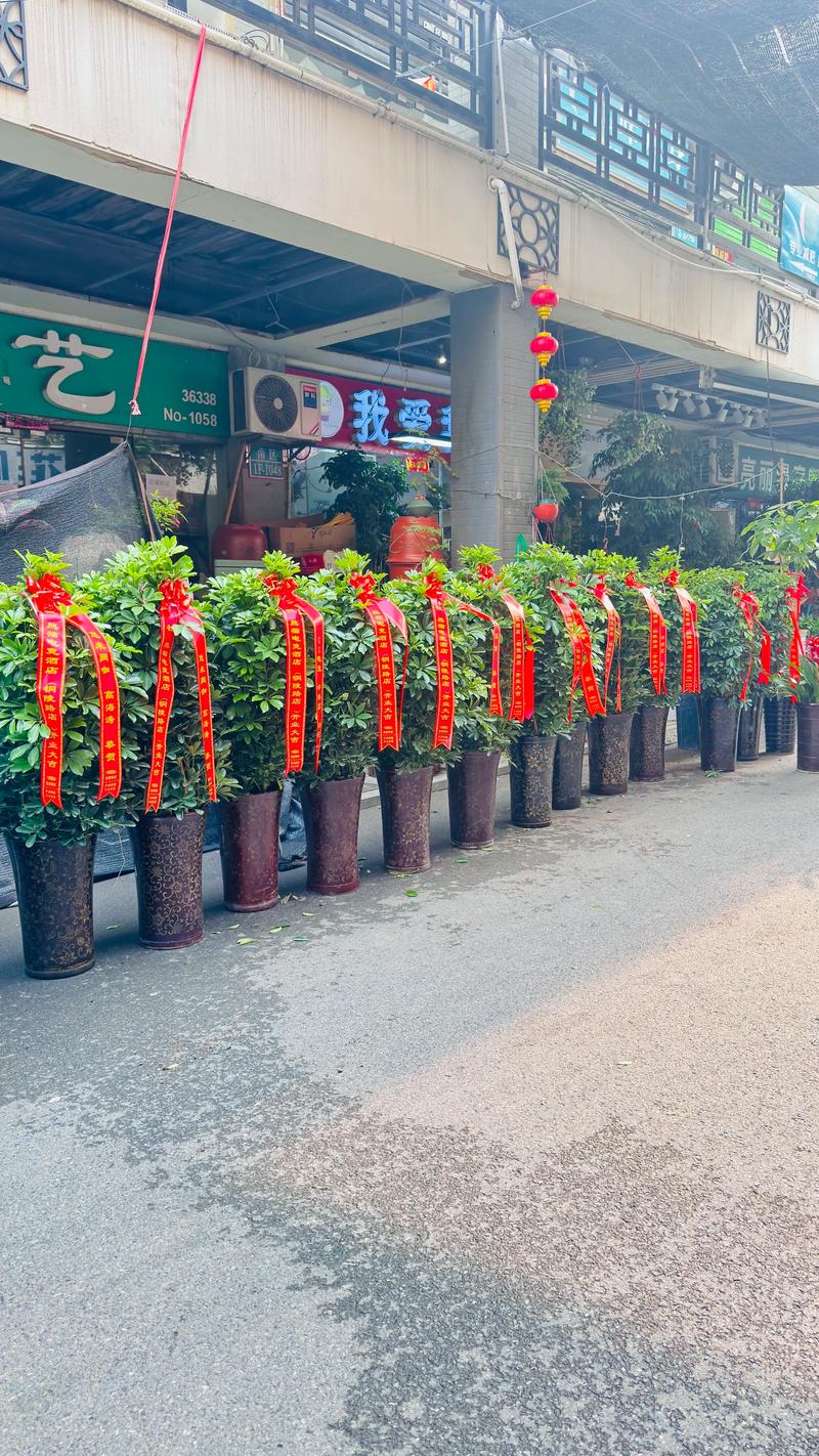 饭店门口放什么植物树好?三种耐看、好养又安全的配置思路 饭店门口放什么植物树好?三种耐看、好养又安全的配置思路