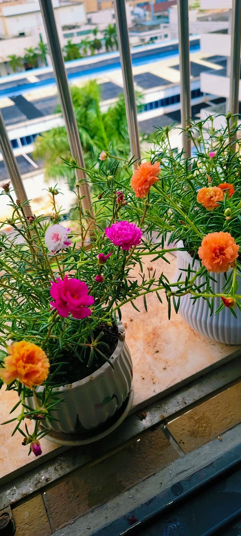 太阳花在北方能过冬吗?掌握4个关键点,让你的太阳花年年开花 二、太阳花基础档案