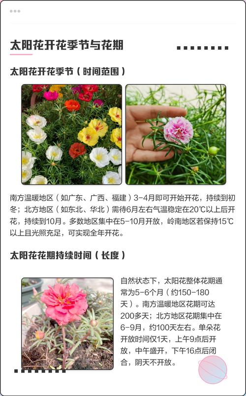 太阳花在北方能过冬吗?掌握4个关键点,让你的太阳花年年开花 六、盆栽还是地栽?3个判断依据