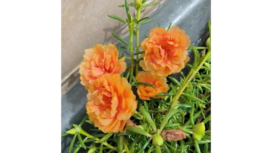 太阳花在北方能过冬吗?掌握4个关键点,让你的太阳花年年开花 八、FAQ