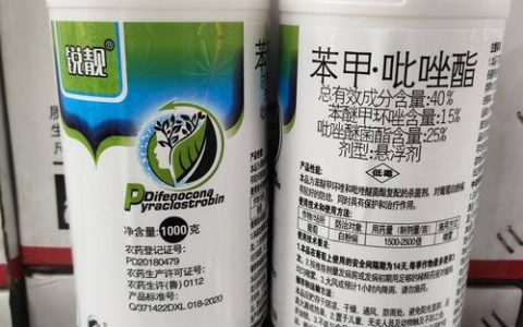 月季叶子黑斑病用什么药？专业防治与养护全攻略