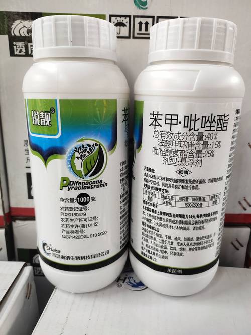 月季叶子黑斑病用什么药?专业防治与养护全攻略 月季叶子黑斑病用什么药?专业防治与养护全攻略