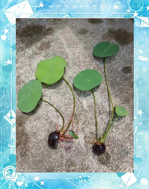 七彩碗莲种子怎么种?从破壳到开花的完整种植指南 6. 缓苗管理