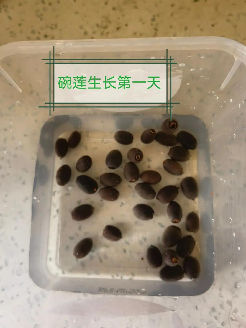 七彩碗莲种子怎么种?从破壳到开花的完整种植指南 7. 成活注意事项