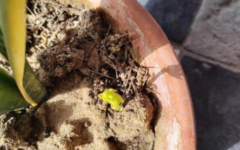 杏树种子种植全攻略：新杏核怎么种才能发芽率高？