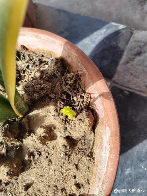 杏树种子种植全攻略:新杏核怎么种才能发芽率高? 杏树种子种植全攻略:新杏核怎么种才能发芽率高?