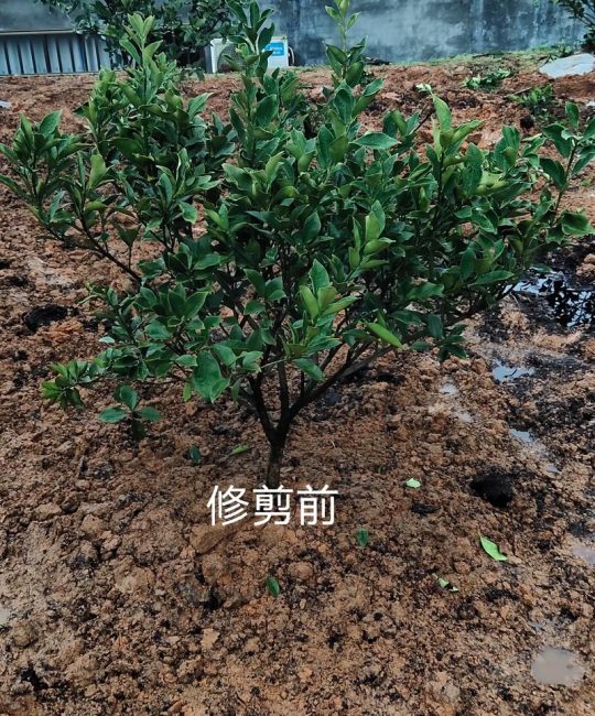 新栽的柑橘苗需要剪枝吗？——家庭柑橘养护全攻略