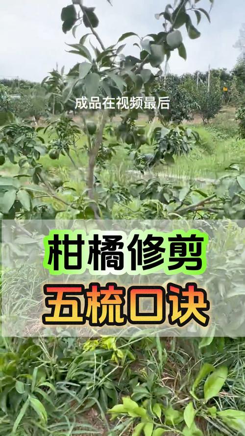 新栽的柑橘苗需要剪枝吗?——家庭柑橘养护全攻略 光照