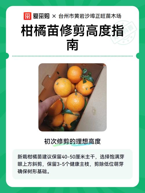 新栽的柑橘苗需要剪枝吗?——家庭柑橘养护全攻略 修剪