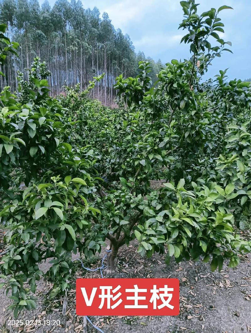 新栽的柑橘苗需要剪枝吗?——家庭柑橘养护全攻略 换盆/田间管理