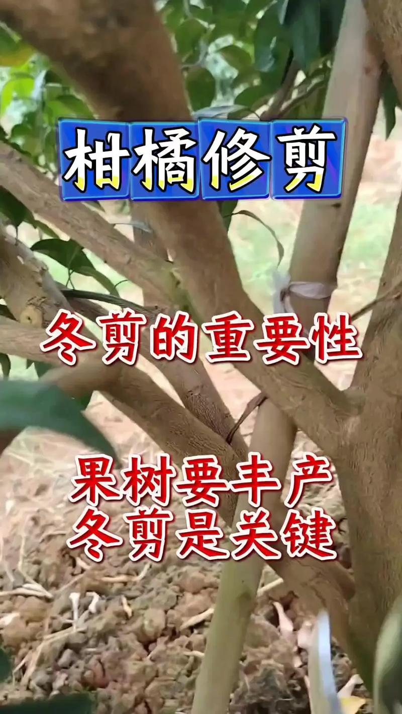 新栽的柑橘苗需要剪枝吗?——家庭柑橘养护全攻略 越冬越夏