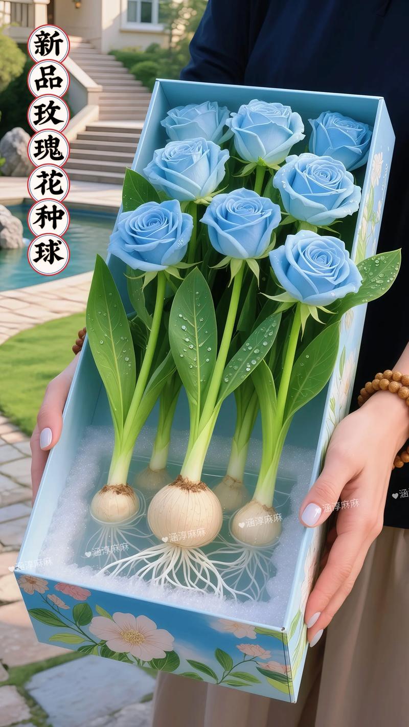 水培玫瑰种球怎么种?超详细水培指南(附步骤与参数) 浇定根水(换水与加水)