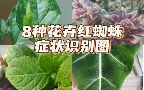 月季花长蜘蛛网是什么病？红蜘蛛防治与养护全攻略