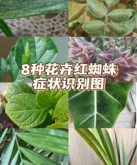 月季花长蜘蛛网是什么病？红蜘蛛防治与养护全攻略