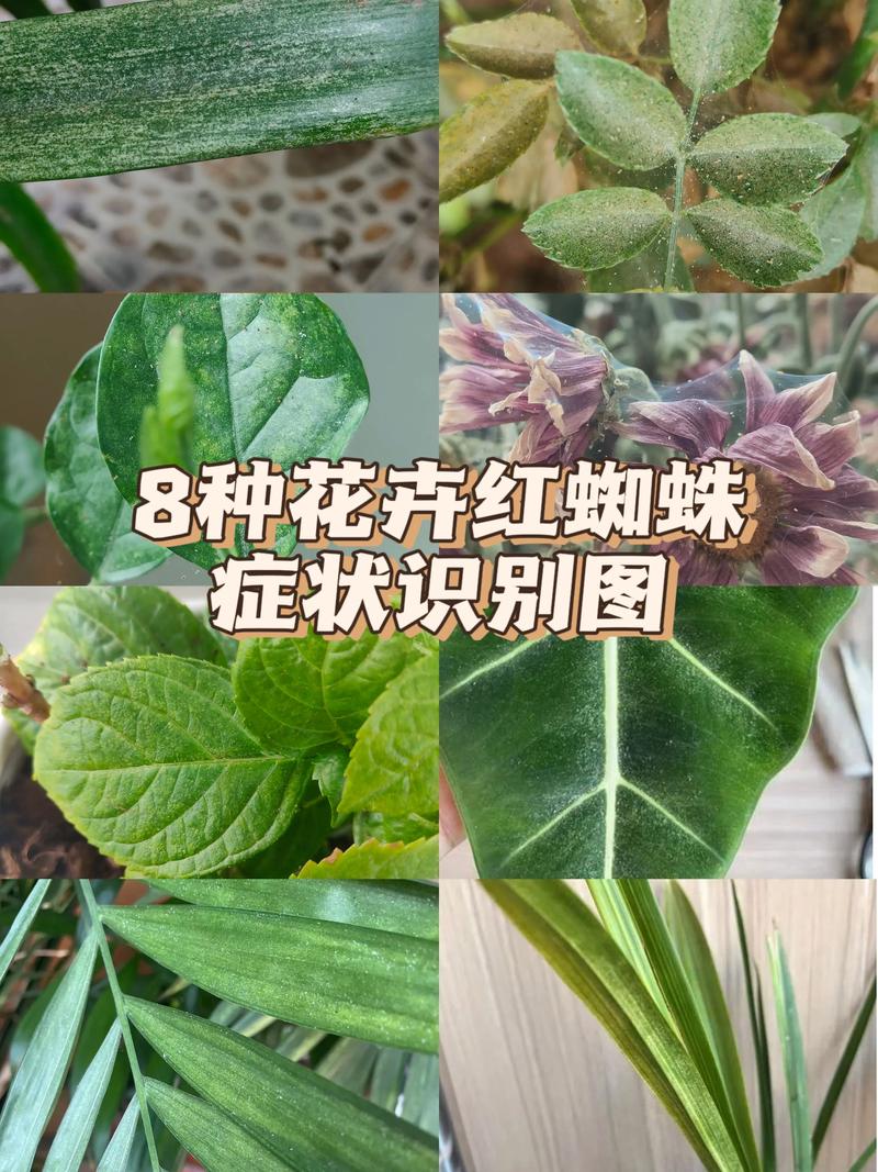 月季花长蜘蛛网是什么病?红蜘蛛防治与养护全攻略 核心参数与基础档案