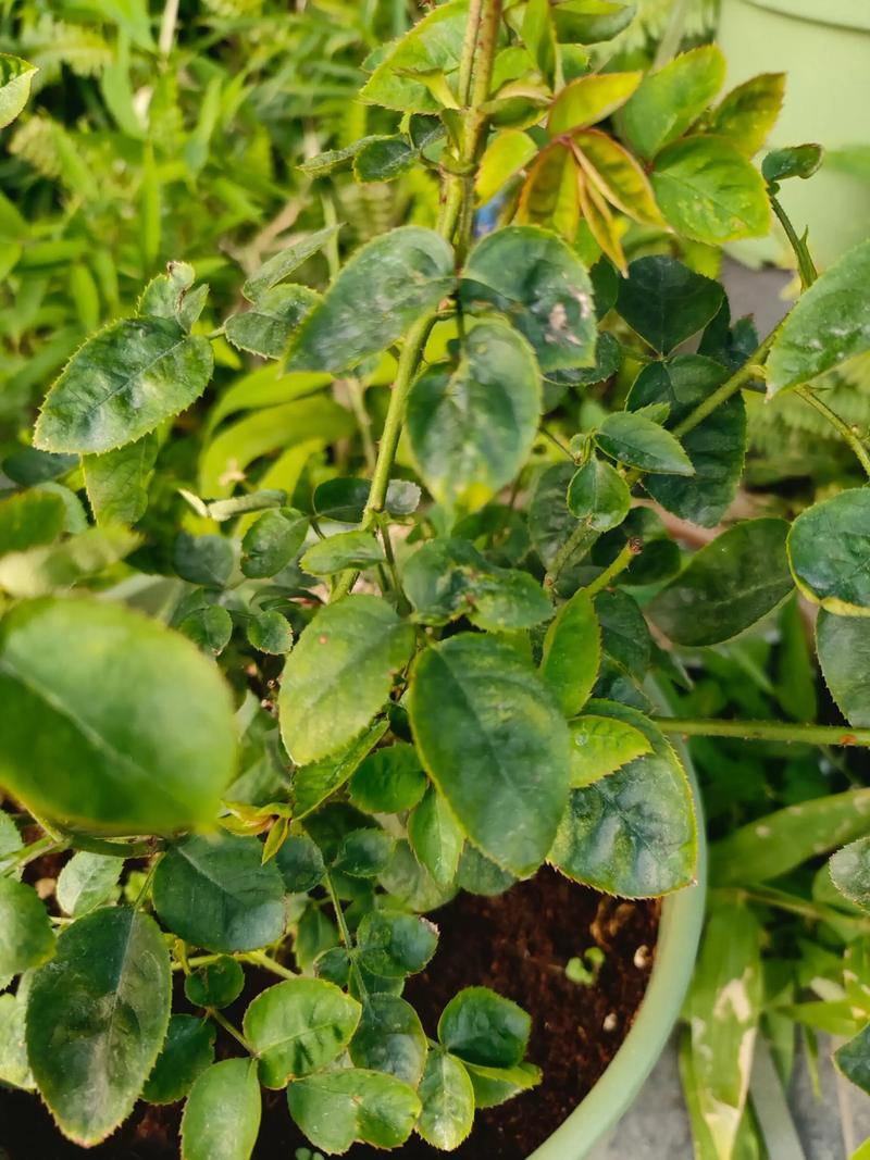 月季花长蜘蛛网是什么病?红蜘蛛防治与养护全攻略 光照与水肥精准方案