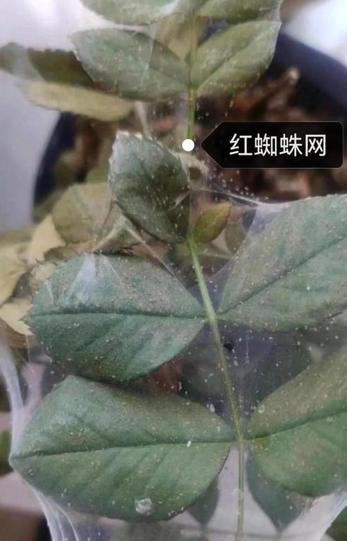月季花长蜘蛛网是什么病?红蜘蛛防治与养护全攻略 常见误区与纠正