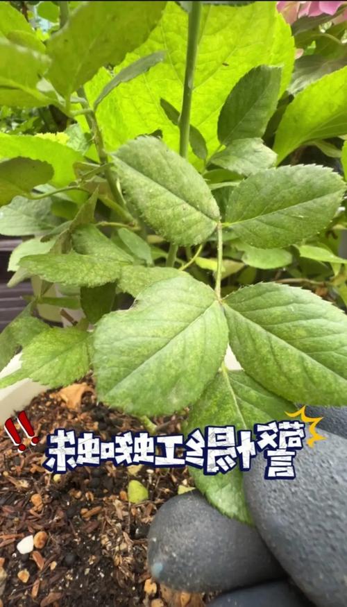 月季花长蜘蛛网是什么病?红蜘蛛防治与养护全攻略 越冬与越夏管理